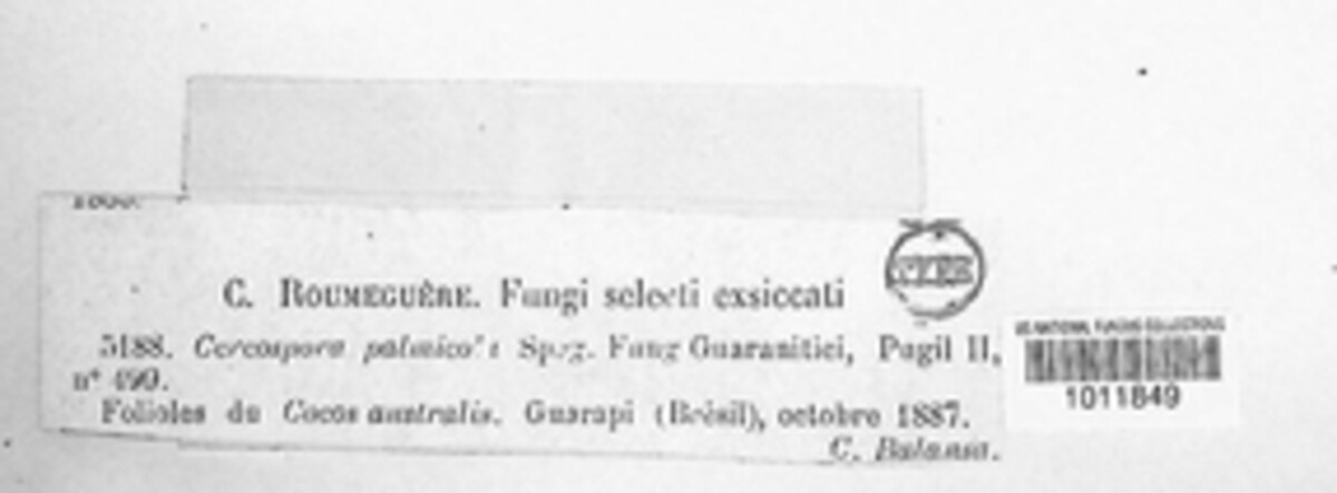 Corynespora palmicola image